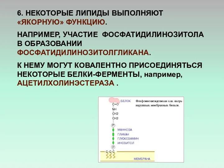 Положительные липиды