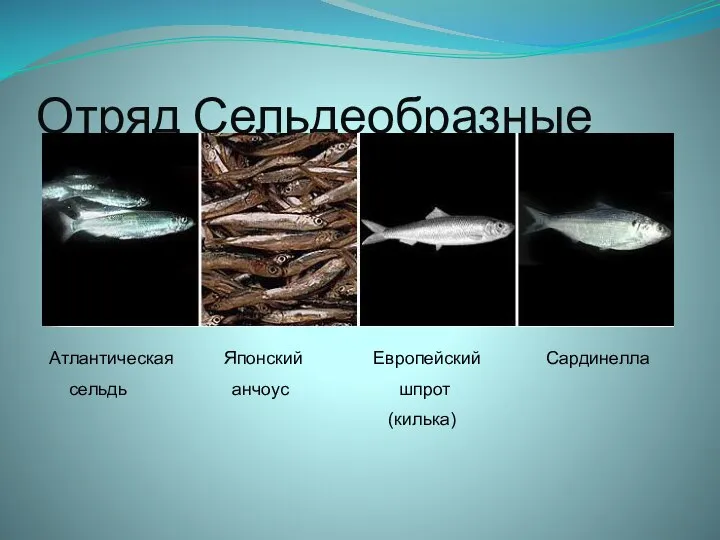 Консервная среда для кильки кроссворд. Килька презентация. Презентация про кильку кратко. Анатомия кильки внутреннее. Килька класс и отряд.