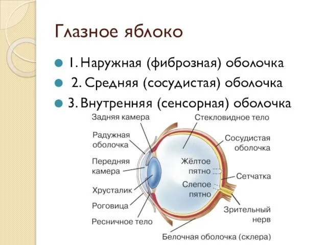 Вторая оболочка