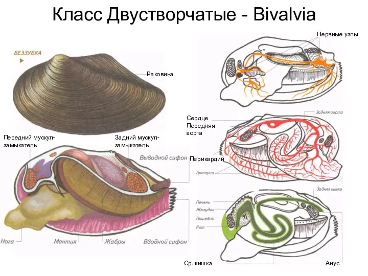 Схема двухстворчатых. Двустворчатые моллюски перловица. Тип моллюски класс двустворчатые внешнее строение. Внутреннее строение беззубки биология 7 класс. Беззубка и Мидия - это.