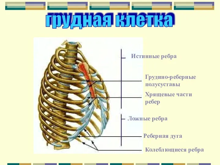 Реберная это что значит. Хрящи 8-10 ребер. Ребра истинные ложные колеблющиеся. Грудная клетка истинные.