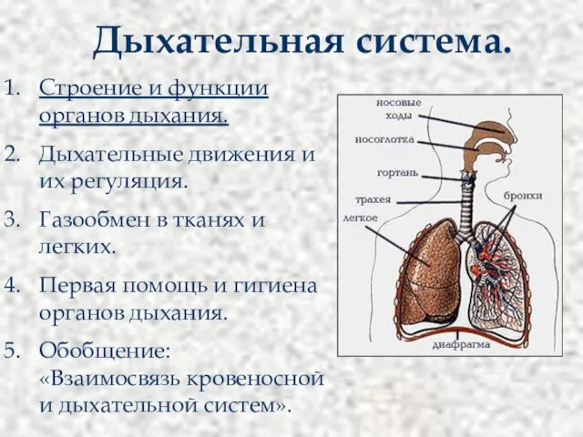 Тест по биологии дыхательная система 9 класс. Виды дыхания физиология. Виды дыхания у человека. Какая биологическая наука изучает дыхание человека.