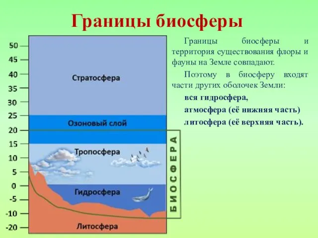 Верхняя граница биосферы находится в