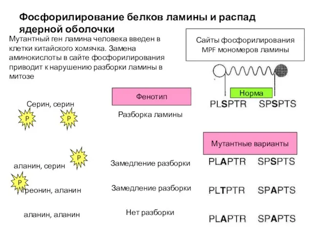 Клеточные циклы бактерий