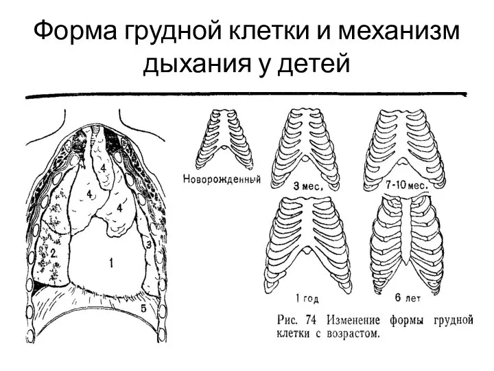 Автоматизм дыхания